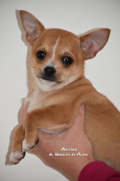 Marie Bosquet - Chiot disponible  - Chihuahua