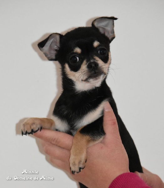 Marie Bosquet - Chiots disponibles - Chihuahua