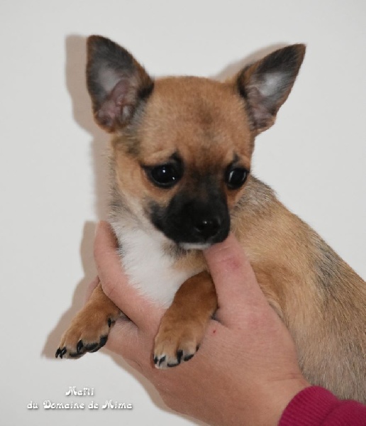 Marie Bosquet - Chiots disponibles - Chihuahua